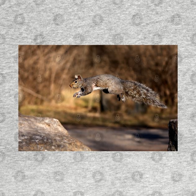 Flying Grey Squirrel by Jim Cumming